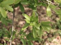 Quercus crassipes image