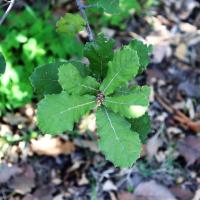 Quercus rugosa image