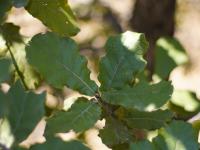 Quercus rugosa image
