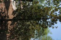 Quercus rugosa image