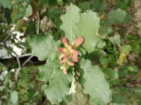 Quercus rugosa image