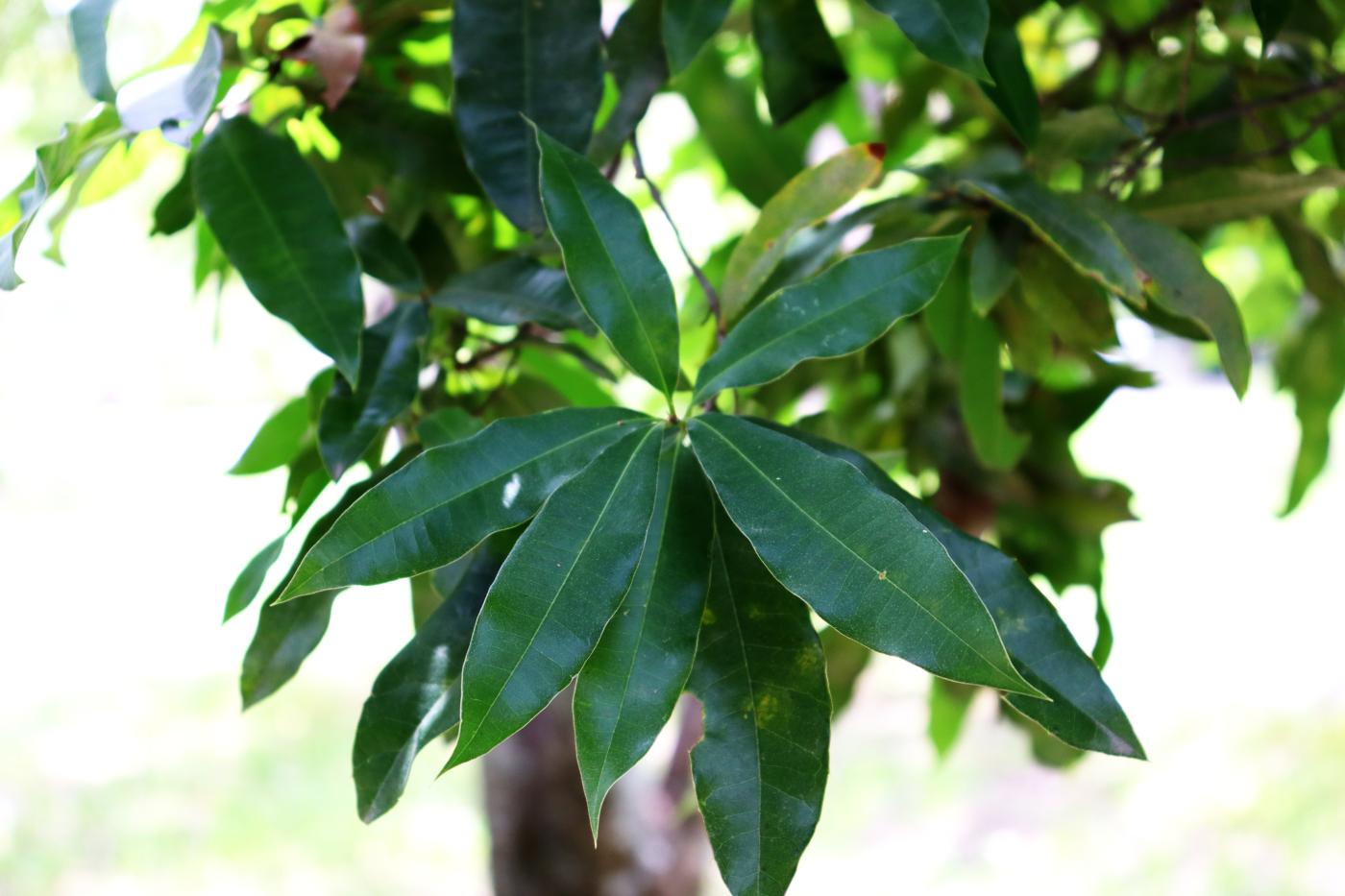 Quercus pinnativenulosa image