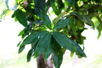 Quercus pinnativenulosa image