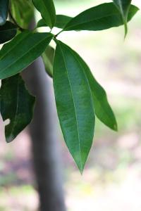 Quercus pinnativenulosa image