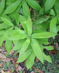 Quercus germana image