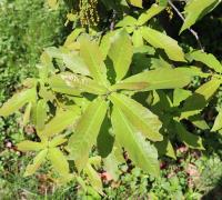 Quercus germana image