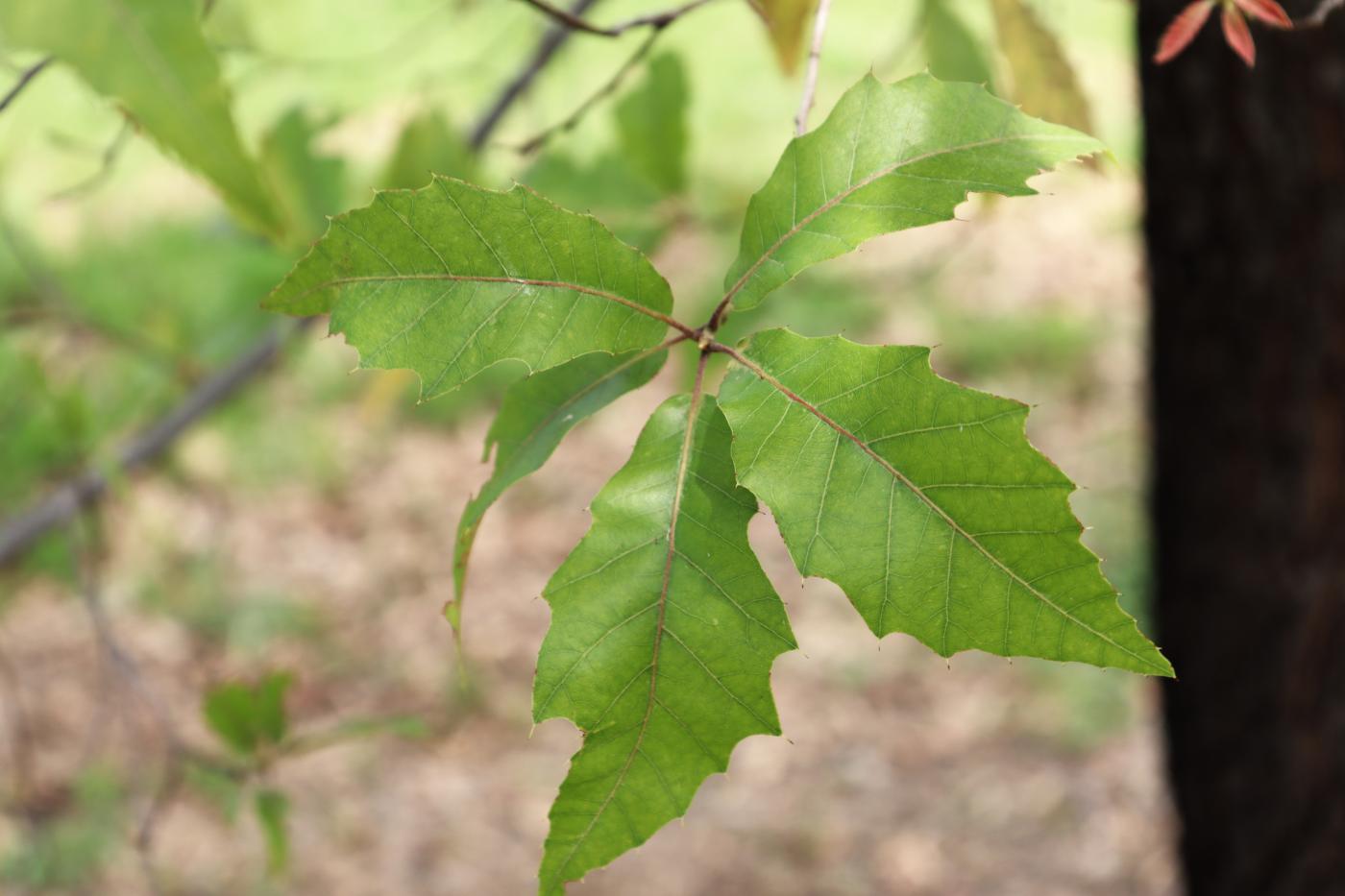 Quercus acutifolia image