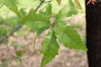 Quercus acutifolia image
