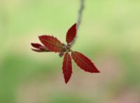 Quercus acutifolia image