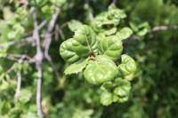 Quercus agrifolia image