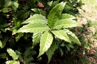 Quercus germana image