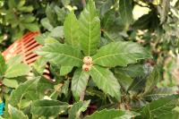 Quercus germana image