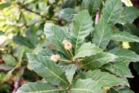 Quercus germana image