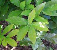 Quercus germana image