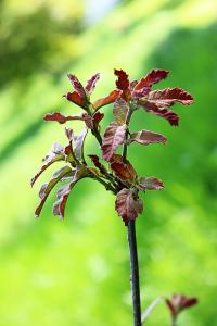 Quercus germana image
