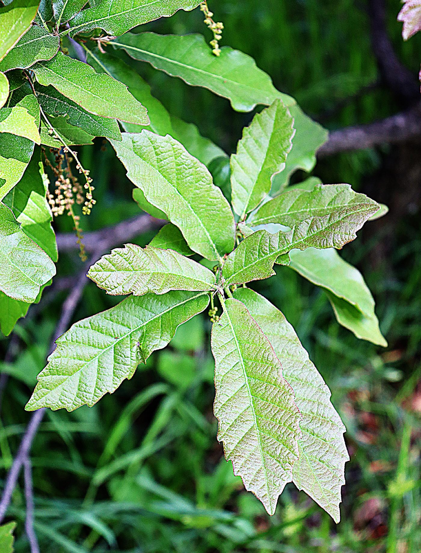 Quercus germana image