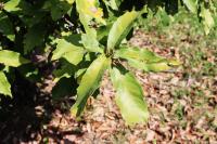Quercus germana image