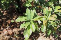Quercus germana image