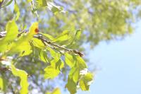 Quercus germana image