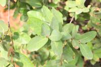 Quercus invaginata image