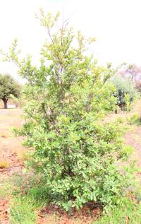 Quercus invaginata image