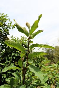 Quercus invaginata image
