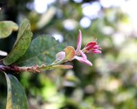 Quercus invaginata image