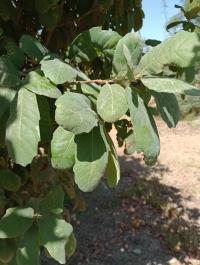 Quercus invaginata image