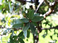 Quercus invaginata image