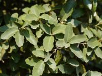 Quercus invaginata image