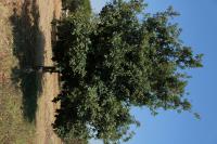 Quercus invaginata image