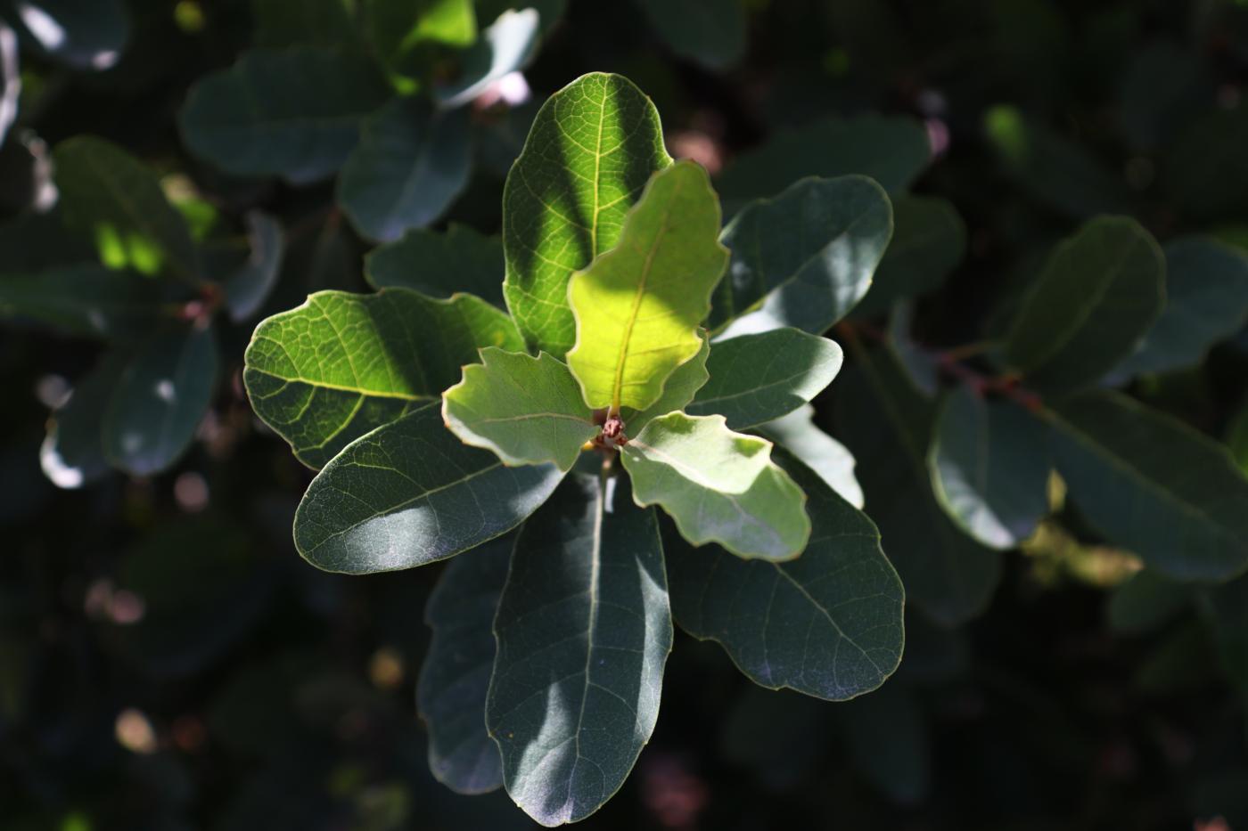 Quercus invaginata image