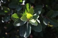 Quercus invaginata image