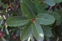 Quercus invaginata image