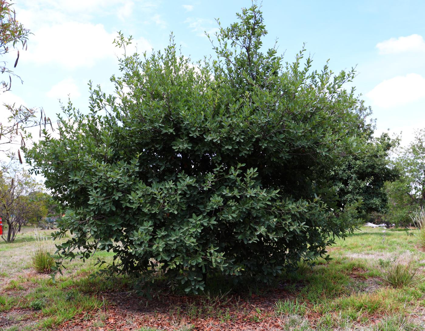 Quercus invaginata image