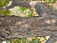 Quercus laceyi image