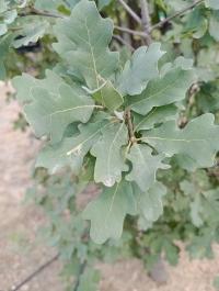 Quercus laceyi image