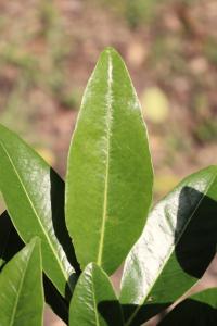 Manilkara zapota image
