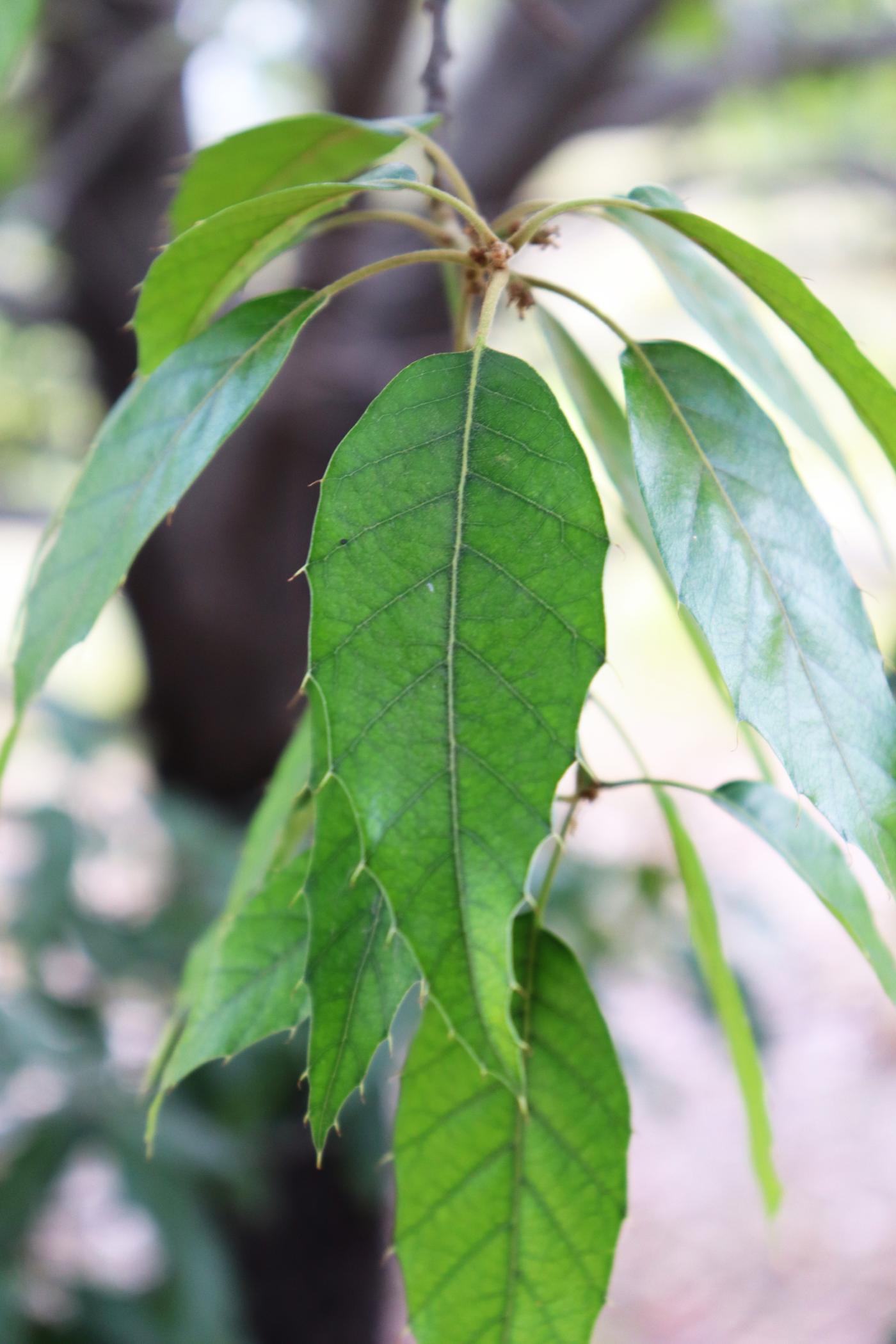 Quercus sartorii image