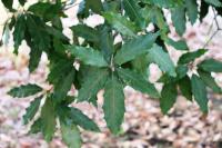 Quercus sartorii image