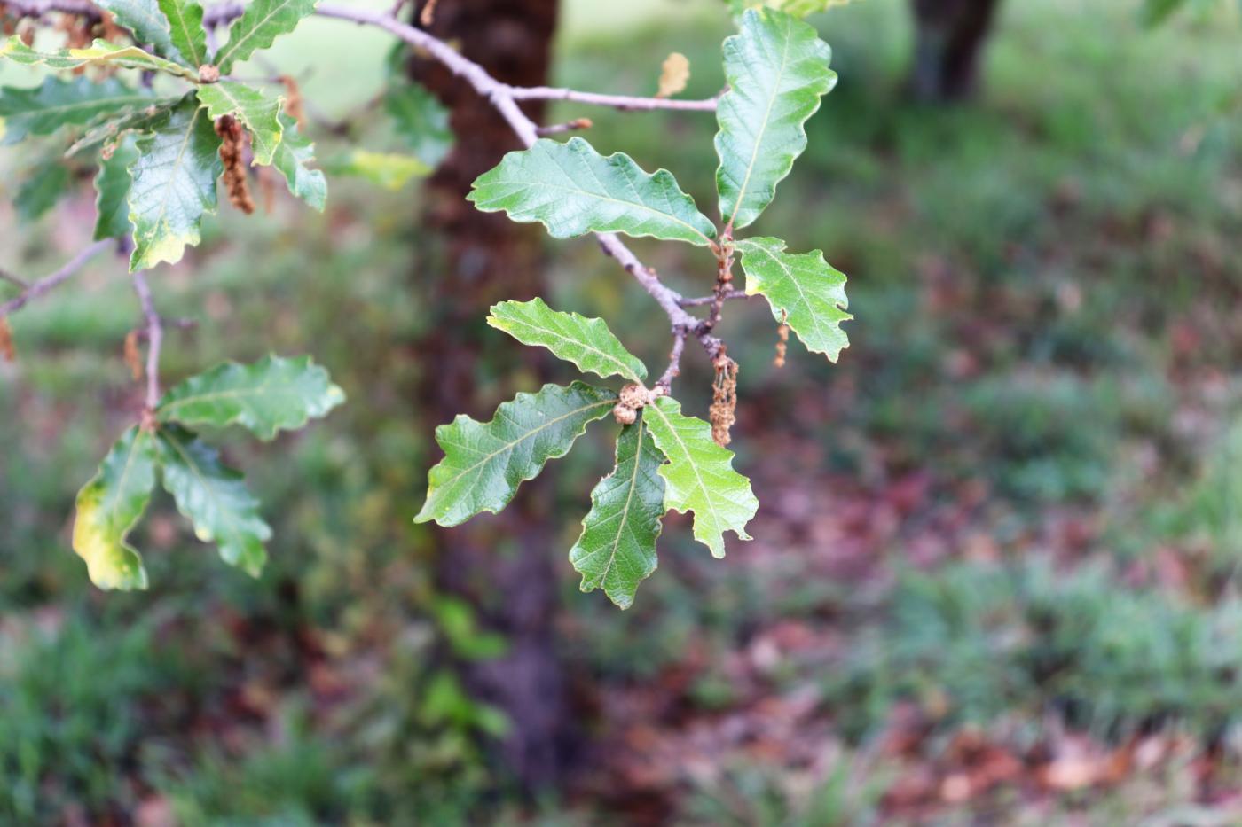 Quercus liebmannii image