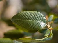 Cercocarpus macrophyllus image