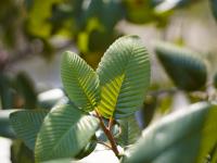 Cercocarpus macrophyllus image