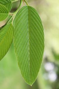 Karwinskia humboldtiana image