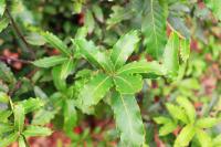 Quercus toxicodendrifolia image