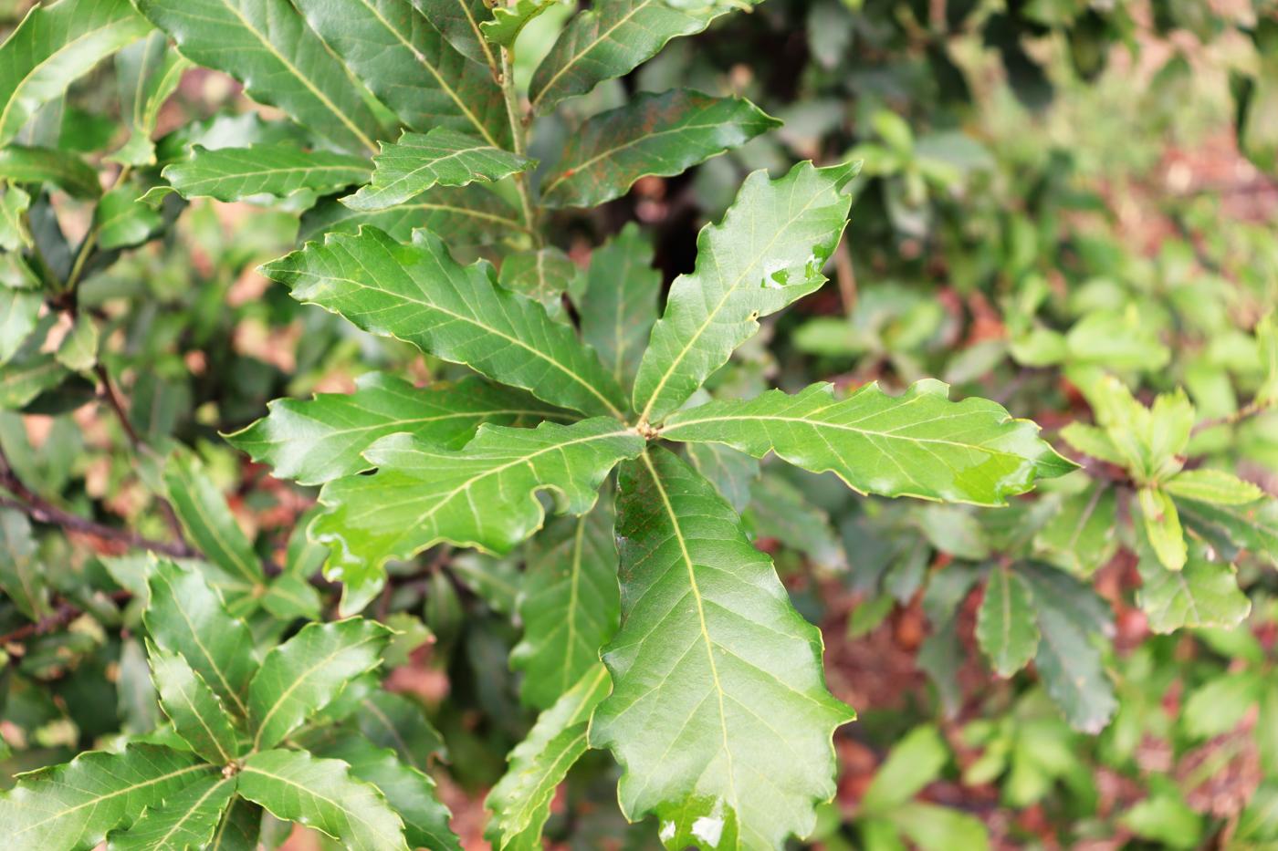 Quercus toxicodendrifolia image