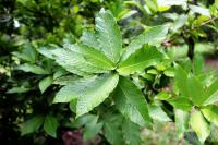 Quercus rysophylla image