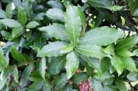 Quercus rysophylla image