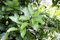 Quercus rysophylla image