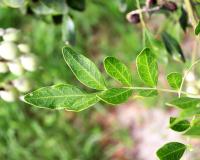 Dermatophyllum secundiflorum image